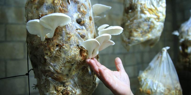 CADER de Purulhá celebra quinta cosecha de hongo ostra