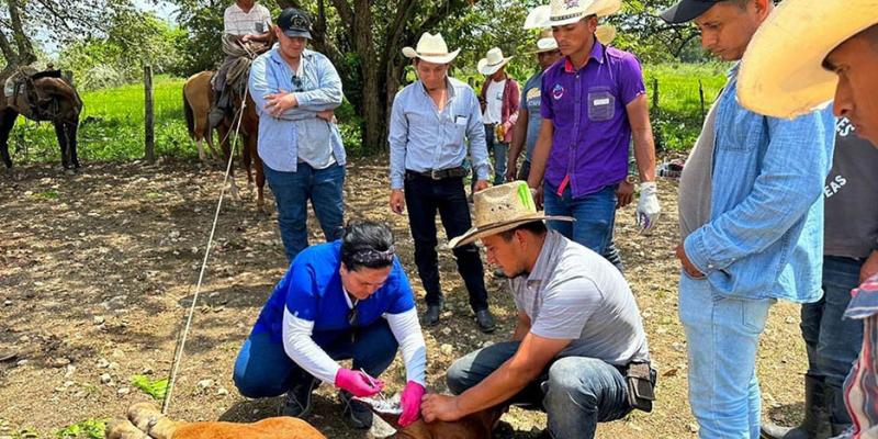 Capacitan a ganaderos en combate al Gusano Barrenador del Ganado