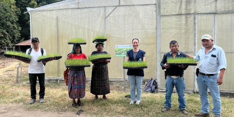 Entregan más de 7 mil pilones de cebolla en Baja Verapaz