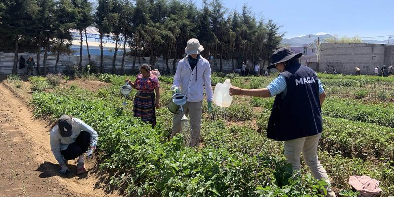 Estudiantes de Canadá realizan intercambio agrícola en Chimaltenango