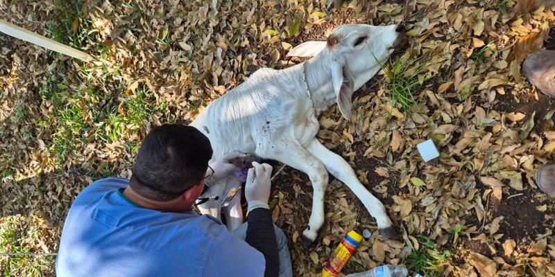 Guatemala mantiene control del GBG y logra recuperar a la mayoría de animales infectados