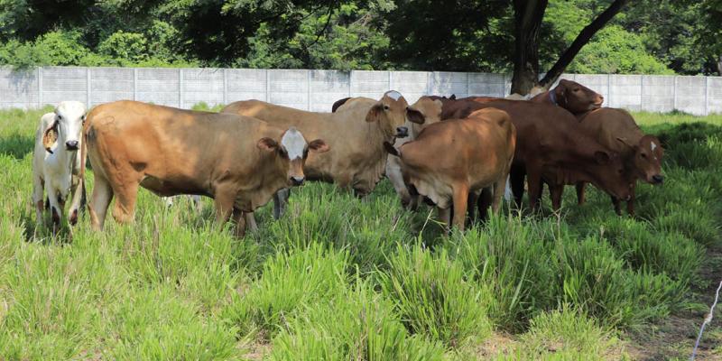 Guatemala mantiene muestreo para prevenir la brucelosis