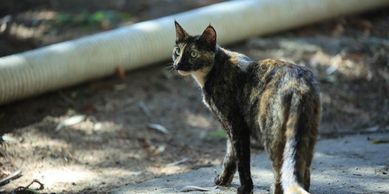 Impulsan fortalecimiento de estrategias para la protección de los animales en Santa Rosa