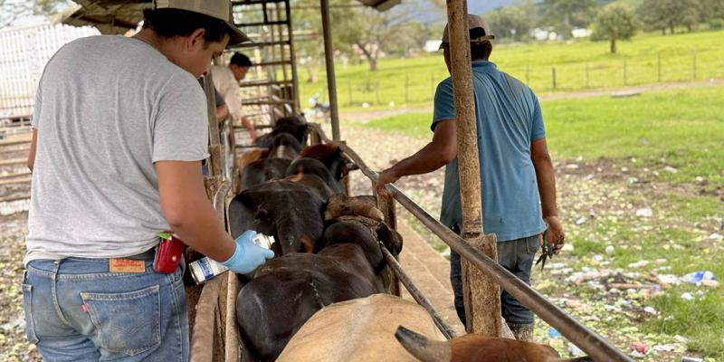 Inspeccionados más de 48 mil animales por Gusano Barrenador del Ganado