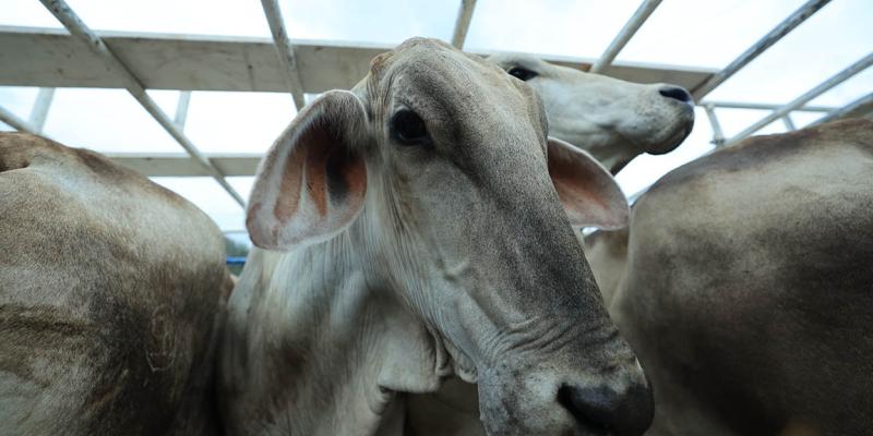 OIRSA reconoce acciones implementadas contra el Gusano Barrenador del Ganado