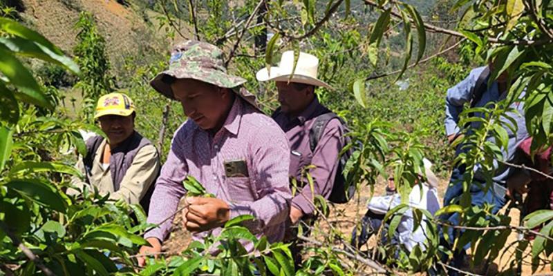 Promueven buenas prácticas en el cultivo del melocotón en San Marcos