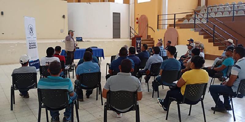 Promueven la implementación de buenas prácticas ganaderas en Alta Verapaz