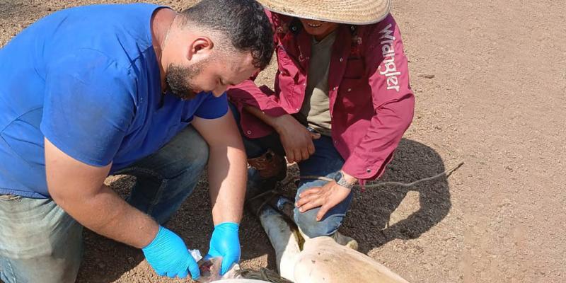 Se han inspeccionado más de 52 mil animales por control del Gusano Barrenador del Ganado