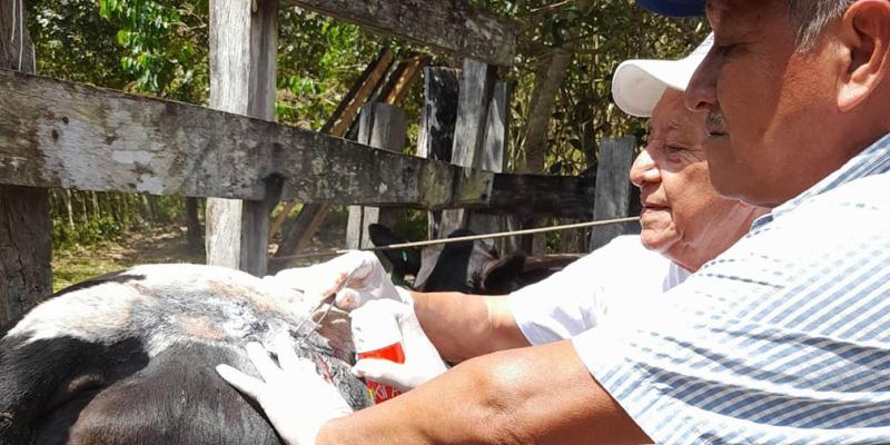 Verifican posibles casos de Gusano Barrenador del Ganado en Petén