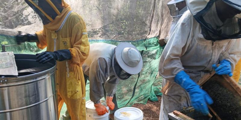 En San Andrés cosechan 585 libras de miel