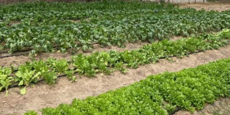 Mujeres del CADER en Monjas recogen su primera cosecha de acelga 