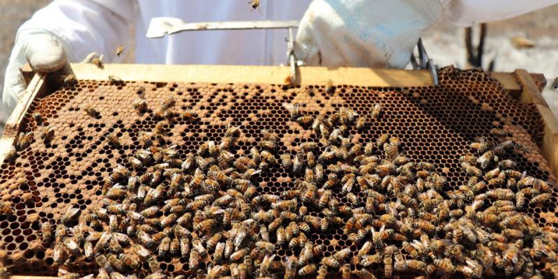 Beneficios de la comercialización asociativa en la apicultura