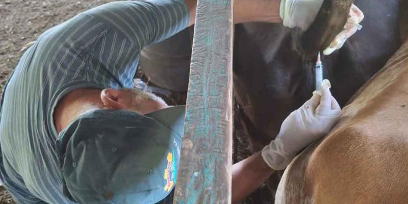 Brindan asistencia técnica y programas de mejoramiento genético a ganaderos de Petén