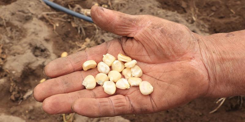 Cultivo de granos básicos favorece la conservación de suelos
