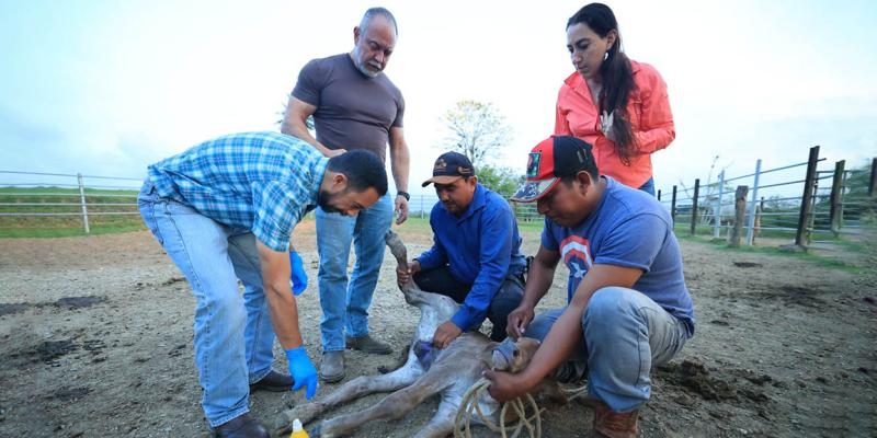 Curación de ombligos en terneros clave para prevenir propagación del Gusano Barrenador del Ganado