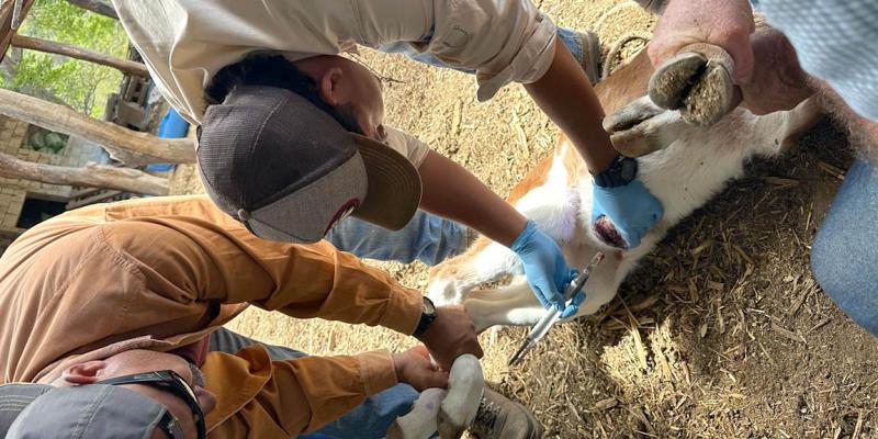 Dispersadas más de 575 millones de moscas estériles para combatir el Gusano Barrenador del Ganado