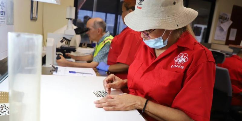 Dispersadas más de 804 millones de moscas estériles para el combate del Gusano Barrenador del Ganado