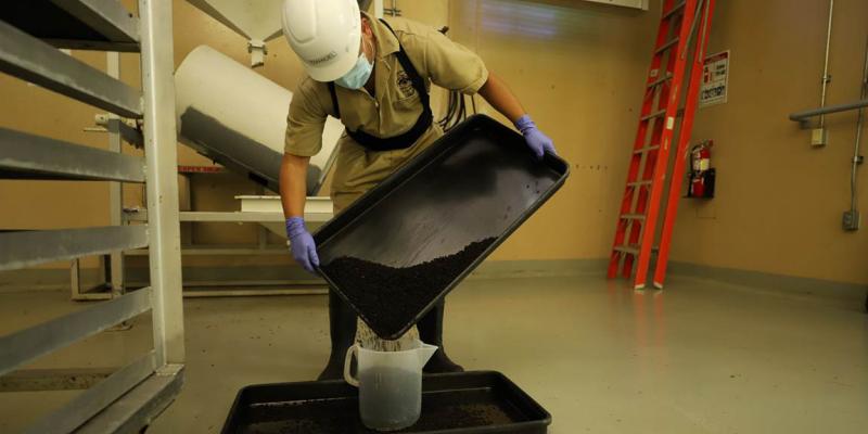 Dispersadas más de 804 millones de moscas para erradicar el Gusano Barrenador del Ganado