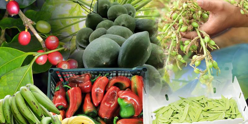 Emitidos más de 17 mil certificados fitosanitarios de exportación