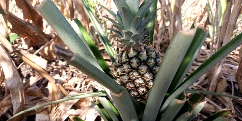 Fortalecen producción de piña y cacao de Melchor de Mencos