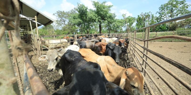 Conozca cómo se trabaja en los puestos de control del Gusano Barrenador del Ganado