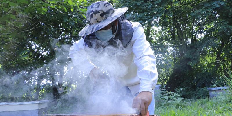 Hay que recolectar la miel protegiendo a las abejas