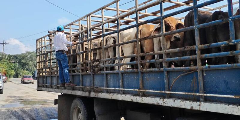 Inspeccionados más de 67 mil animales en puestos de control por Gusano Barrenador del Ganado 