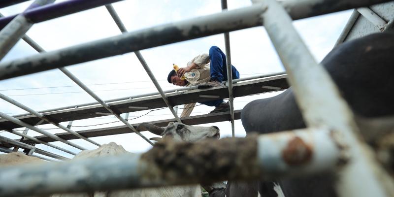 La Curabichera se utiliza para curar heridas y prevenir el Gusano Barrenador del Ganado