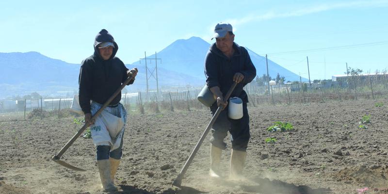 Las buenas prácticas agrícolas mejoran los cultivos