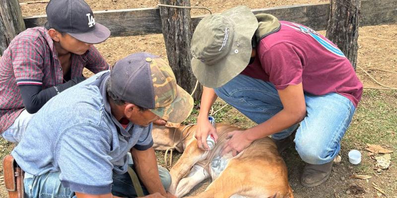 Más de 73 mil animales han sido inspeccionados por Gusano Barrenador del Ganado