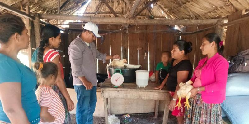 Pollos de engorde alcanzan peso óptimo