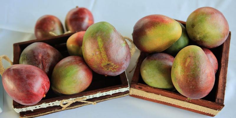 Seguimiento a las acciones que garantizan la exportación de mango hacia los Estados Unidos
