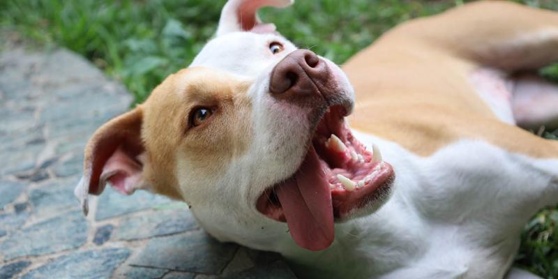 Si saldrá al exterior con su mascota en Semana Santa, debe cumplir estos requisitos