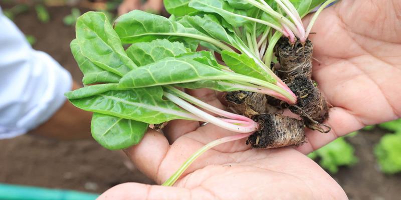 Una hortaliza que se cultiva mucho en el país es la acelga