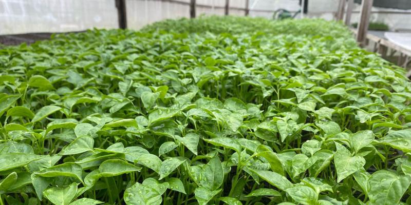 En Petén trabajamos en la producción de pilones de hortalizasf