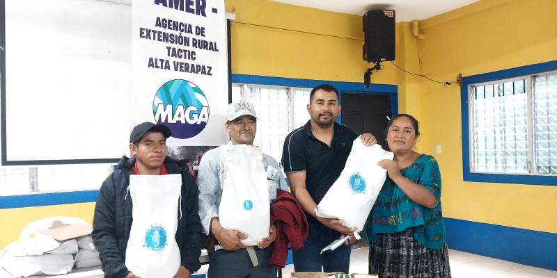 Acciones fortalecen el cultivo de maíz en Alta Verapaz