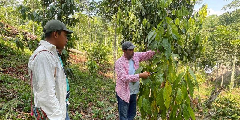 Agricultores de San Luis fortalecen conocimientos en manejo de cacao y cítricos