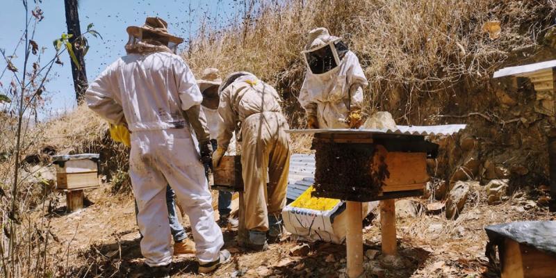 Apicultores de San Bartolomé Jocotenango producen de forma sostenible