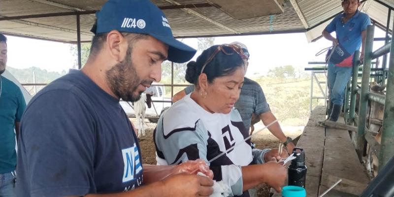 Asistencia técnica en inseminación bovina fortalece ganadería en Melchor de Mencos