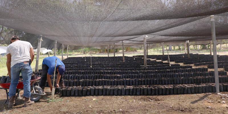 Avanza producción de 20 mil plantas de cacao en El Subín, Las Cruces