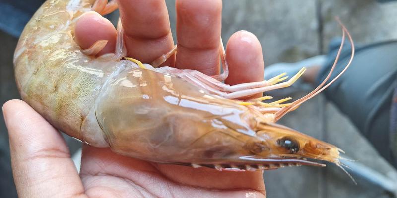 Camarón guatemalteco es elegible para ingresar a los Estados Unidos de América