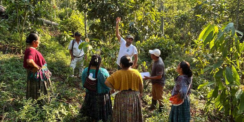 Capacitan a productores en poda y fertilización de cacao