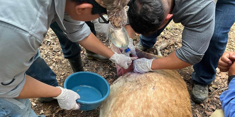 Curadas las heridas de más de 30 mil animales en prevención del Gusano Barrenador del Ganado