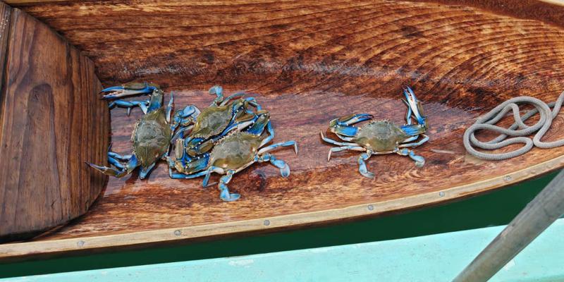 Declaran veda de jaibas en el litoral del Caribe