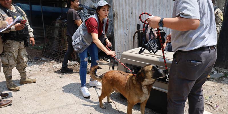 Decomisan perro en zona 18 por incumplimiento a la Ley de Bienestar Animal