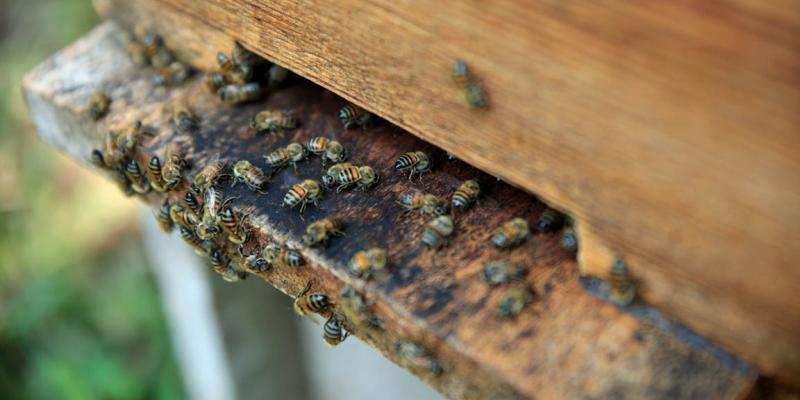 En el Día Mundial de las Abejas conozca las acciones para su resguardo y la sanidad apícola