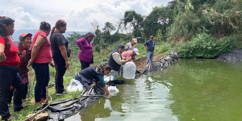 Entrega alevines de tilapia fortalece la producción del huerto comunitario en Fraijanes
