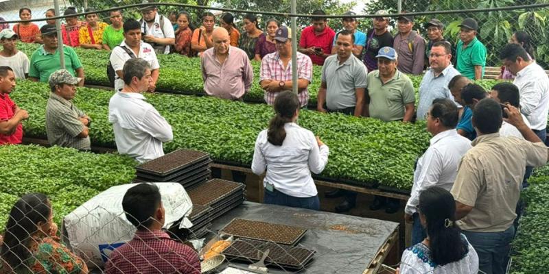 Extensionismo fortalece capacidades de los agricultores en Alta Verapaz