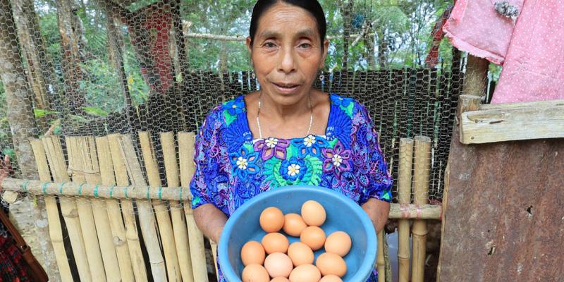 Gallinas ponedoras brindan sustento y bienestar económico en Alta Verapaz