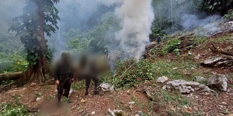 Ejército de Guatemala erradica arbustos de coca en Izabal